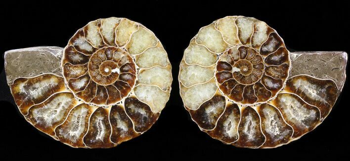Sliced Fossil Ammonite Pair - Agatized #39576
